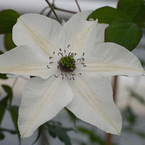 Clematis Pistachio™ Evirida 3 Clematis Pistachio™ Evirida