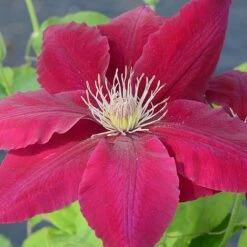 Clematis Rebecca™ Evipo016 -Garden Glory Sales CLEM T77132 A h
