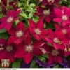 Clematis Rebecca™ Evipo016 -Garden Glory Sales CLEM T77132 D