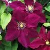 Clematis Rosemoor™ Evipo002 1 Clematis Rosemoor™ Evipo002 -Garden Glory Sales CLEM T77134 A h