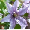 Clematis 'Samaritan Jo'™ Evipo075 -Garden Glory Sales CLEM T77136 A