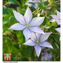 Clematis 'Samaritan Jo'™ Evipo075 -Garden Glory Sales CLEM T77136 AA
