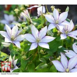 Clematis 'Samaritan Jo'™ Evipo075 -Garden Glory Sales CLEM T77136 BB