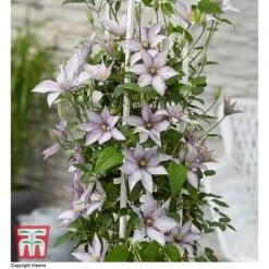 Clematis 'Samaritan Jo'™ Evipo075 -Garden Glory Sales CLEM T77136 CC