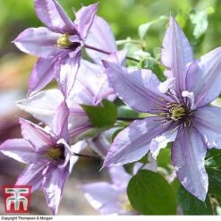 Clematis 'Samaritan Jo'™ Evipo075 -Garden Glory Sales CLEM T77136 D
