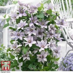 Clematis 'Samaritan Jo'™ Evipo075 -Garden Glory Sales CLEM T77136 DD