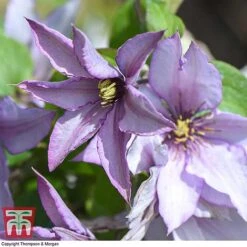 Clematis 'Samaritan Jo'™ Evipo075 -Garden Glory Sales CLEM T77136 E