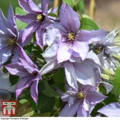Clematis 'Samaritan Jo'™ Evipo075 -Garden Glory Sales CLEM T77136 F