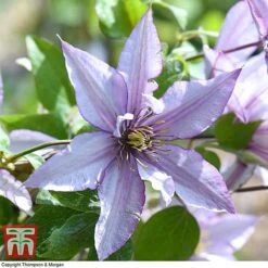 Clematis 'Samaritan Jo'™ Evipo075 -Garden Glory Sales CLEM T77136 G