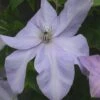 Clematis Shimmer™ Evipo028 -Garden Glory Sales CLEM T77137 A h