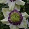 Clematis Viennetta™ Evipo006 -Garden Glory Sales CLEM T77139 A h