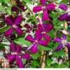 Clematis 'Sweet Summer Love' -Garden Glory Sales CLEM T79781 A1