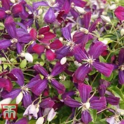 Clematis 'Sweet Summer Love' -Garden Glory Sales CLEM T79781 C
