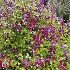 Clematis 'Sweet Summer Love' -Garden Glory Sales CLEM T79781 E