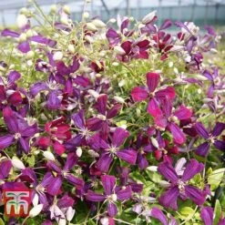 Clematis 'Sweet Summer Love' -Garden Glory Sales CLEM T79781 F