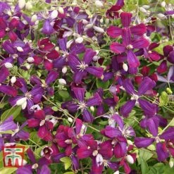 Clematis 'Sweet Summer Love' -Garden Glory Sales CLEM T79781 G