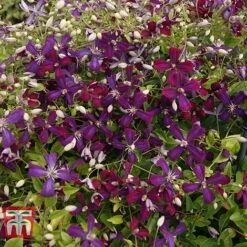 Clematis 'Sweet Summer Love' -Garden Glory Sales CLEM T79781 H