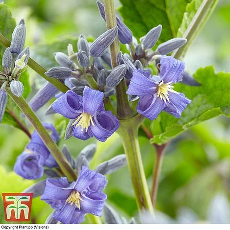 Clematis 'New Love' 3 Clematis 'New Love'