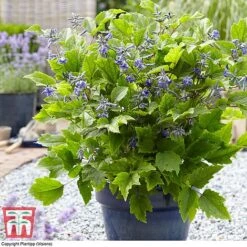 Clematis 'New Love' 15 Clematis 'New Love' -Garden Glory Sales CLEM TJ55647 B