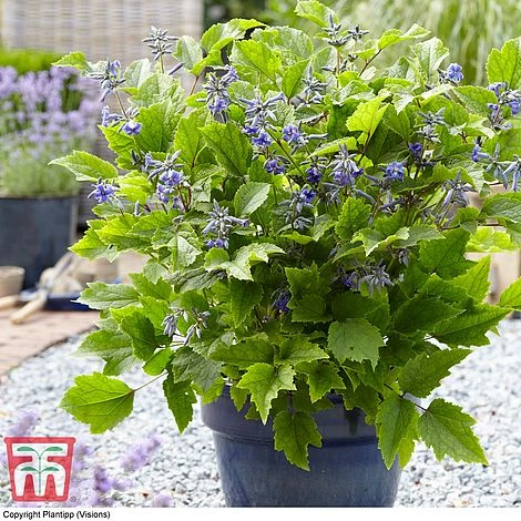 Clematis 'New Love' 6 Clematis 'New Love' - Image 4