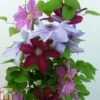 Clematis Trio Rebecca, Ooh La La, Bernadine -Garden Glory Sales CLEM TKA0777 A