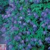 Clematis Macropetala 2 Clematis Macropetala -Garden Glory Sales CLEM TKA0791 A