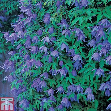 Clematis Macropetala 3 Clematis Macropetala