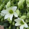 Clematis 'Michiko'™ Evipo044 -Garden Glory Sales CLEM TKA0823 A
