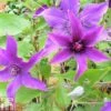 Clematis 'Guiding Promise'™ Evipo053 -Garden Glory Sales CLEM TKA0825 A