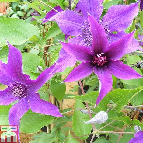 Clematis 'Guiding Promise'™ Evipo053 3 Clematis 'Guiding Promise'™ Evipo053