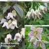 Winter Flowering Clematis Trio -Garden Glory Sales CLEM WKB4690 A
