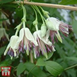 Winter Flowering Clematis Trio -Garden Glory Sales CLEM WKB4690 C