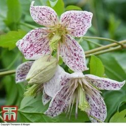 Winter Flowering Clematis Trio -Garden Glory Sales CLEM WKB4690 D
