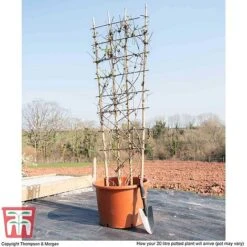 Clematis Montana 'Fragrant Springs' -Garden Glory Sales CLEM WKB9227 L