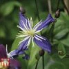 Clematis X Aromatica 2 Clematis X Aromatica -Garden Glory Sales CLEM p01975 A2