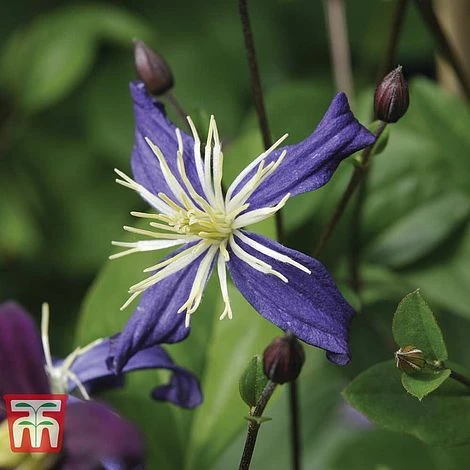 Clematis X Aromatica 3 Clematis X Aromatica