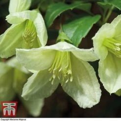 Clematis Cirrhosa 'Jingle Bells'