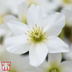 Clematis X Cartmanii 'Avalanche'