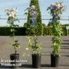 Clematis 'Blue Light' -Garden Glory Sales CLEM BLUELIGHT S45214