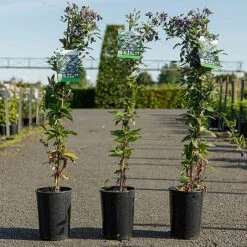 Clematis 'Fascination' 7 Clematis 'Fascination' -Garden Glory Sales CLEM FASCINATI S45215 NOW