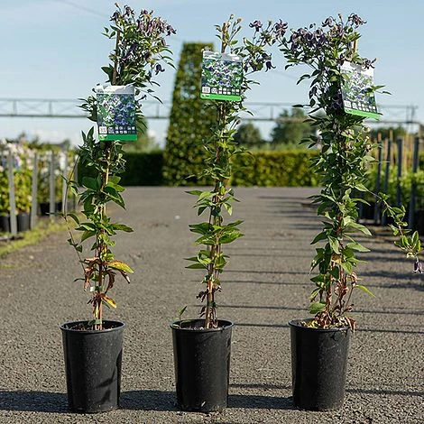 Clematis 'Fascination' 5 Clematis 'Fascination' - Image 3