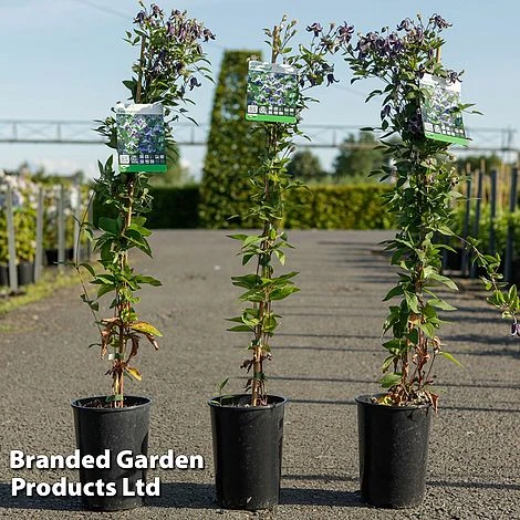 Clematis 'Fascination' 4 Clematis 'Fascination' - Image 2