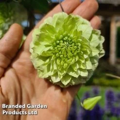 Clematis Florida 'Manju' -Garden Glory Sales CLEM MANJU S50981