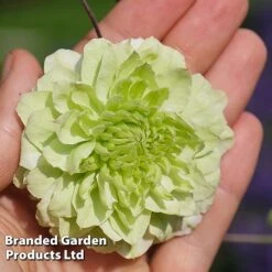 Clematis Florida 'Manju' -Garden Glory Sales CLEM MANJU S50983