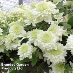 Clematis Florida 'Manju' -Garden Glory Sales CLEM MANJU S50984