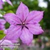 Clematis 'Margaret Hunt' -Garden Glory Sales CLEM MARGARETH W44892