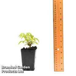 Clematis Napaulensis -Garden Glory Sales CLEM NAPAUL7CM T44183