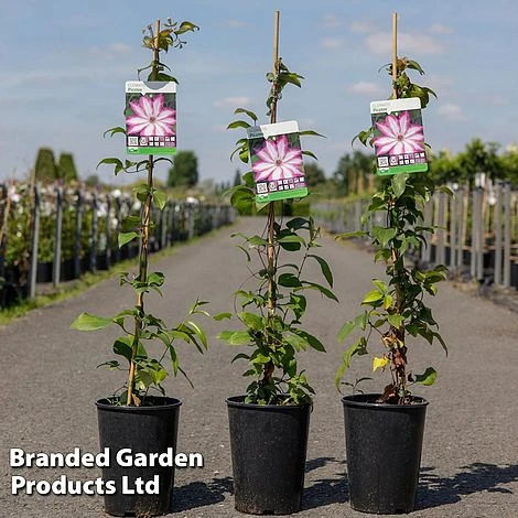 Clematis 'Picotee' 4 Clematis 'Picotee' - Image 2