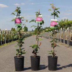 Clematis 'Red Passion' -Garden Glory Sales CLEM REDPASSIO S45218 NOW