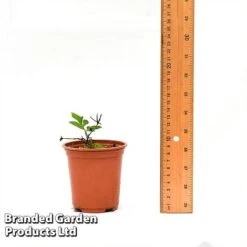 Clematis Florida 'Sieboldii' -Garden Glory Sales CLEM SIEBOL9CM T44180